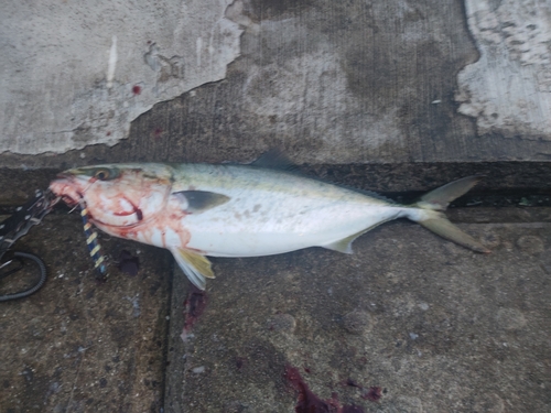 ハマチの釣果