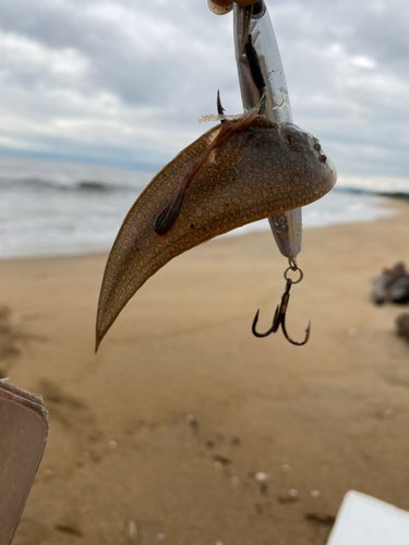 シタビラメの釣果