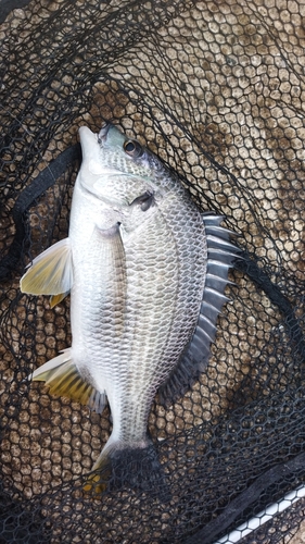 キビレの釣果