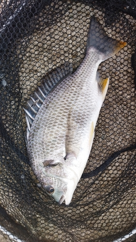 キビレの釣果