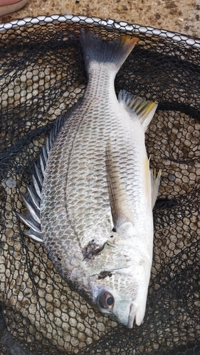 キビレの釣果