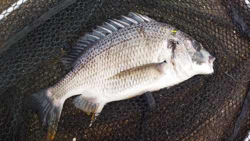 キビレの釣果