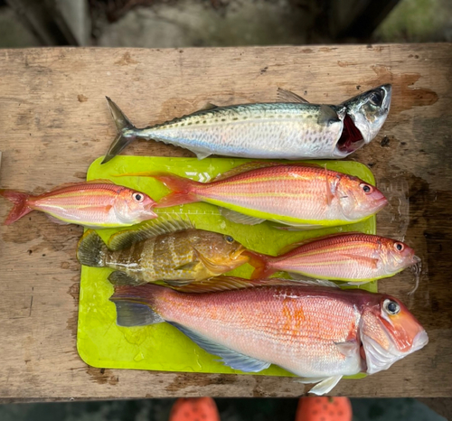 アマダイの釣果