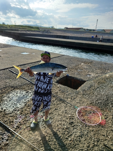 ブリの釣果