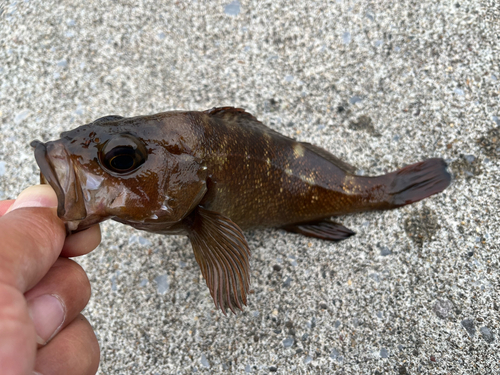 エゾメバルの釣果