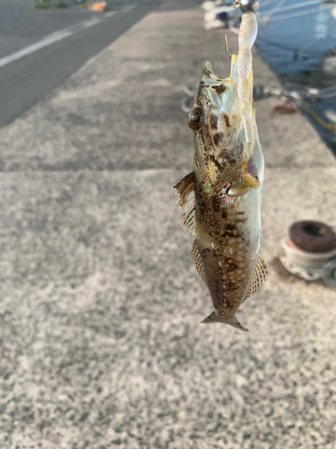 アナハゼの釣果