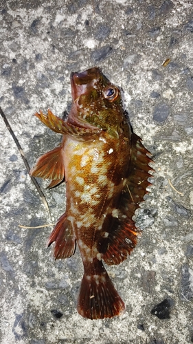 カサゴの釣果