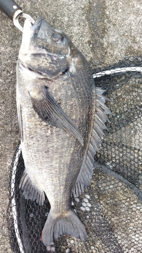 チヌの釣果