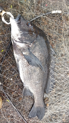 チヌの釣果