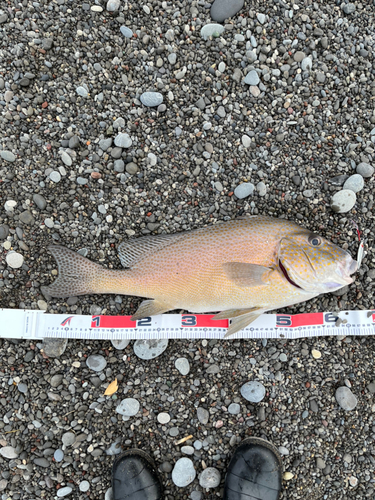 コロダイの釣果