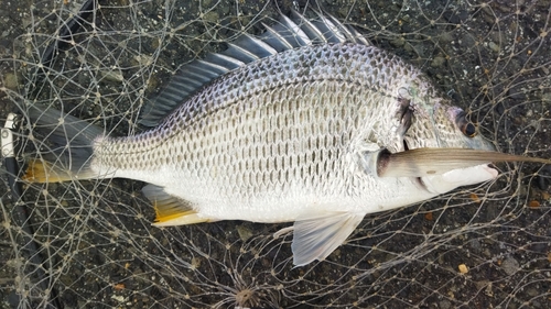 キビレの釣果