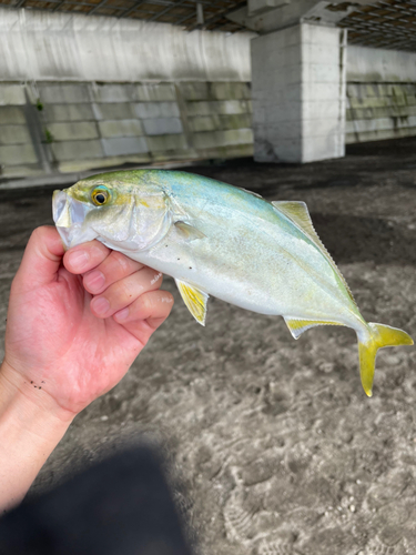 ワカシの釣果