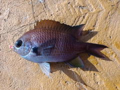 スズメダイの釣果