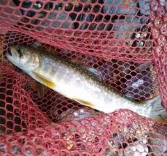 イワナの釣果