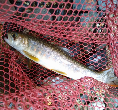 イワナの釣果