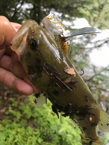 ブラックバスの釣果