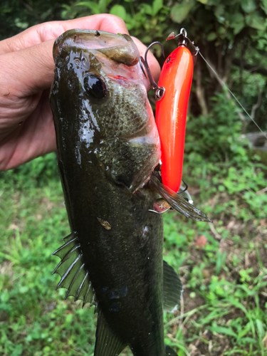 ブラックバスの釣果