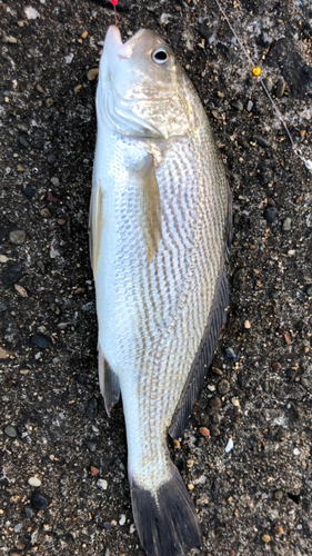 イシモチの釣果