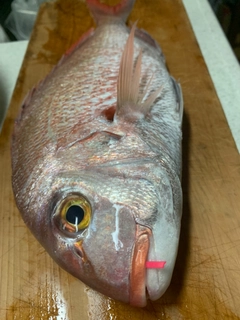 マダイの釣果