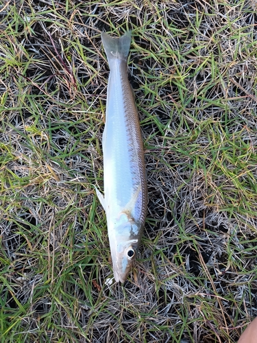 シロギスの釣果