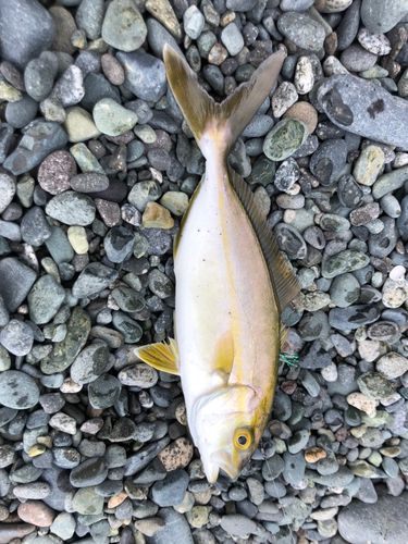 ショゴの釣果