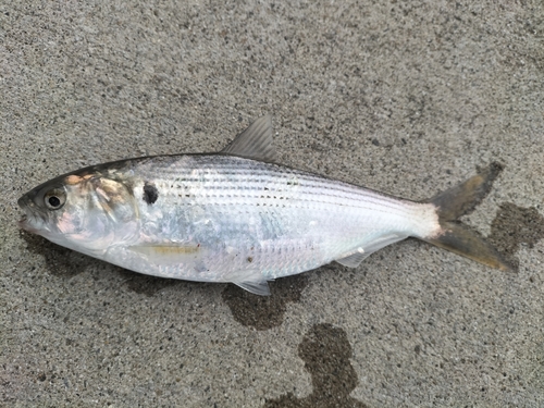 コノシロの釣果