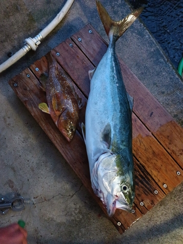 ヤズの釣果