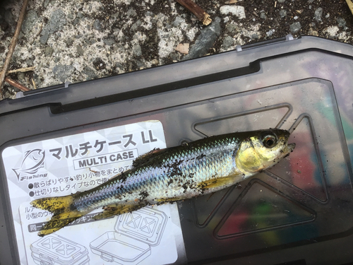 カワムツの釣果