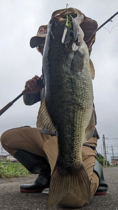 ブラックバスの釣果