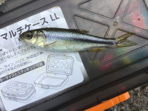 カワムツの釣果