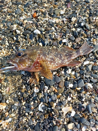 アラカブの釣果