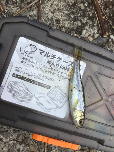 カワムツの釣果