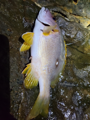 シブダイの釣果