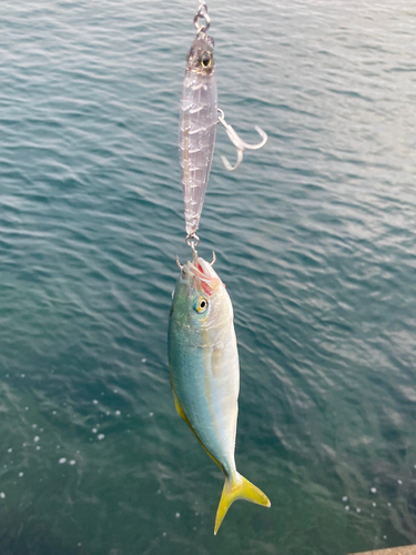 ワカシの釣果