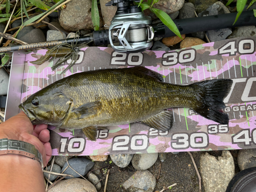 スモールマウスバスの釣果