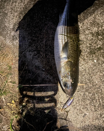 ボラの釣果