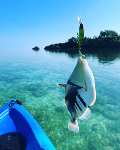 ムラサメモンガラの釣果