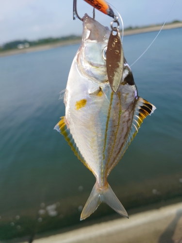 ヒイラギの釣果