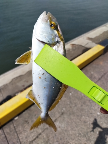 ショゴの釣果