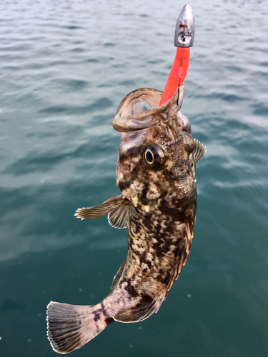 クロソイの釣果