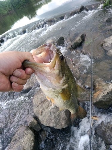 釣果