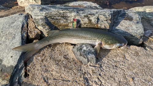 ボラの釣果