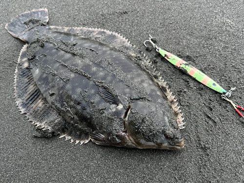 カレイの釣果