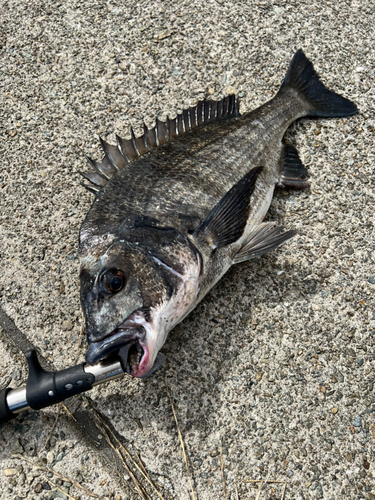 チヌの釣果