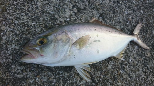 ネリゴの釣果