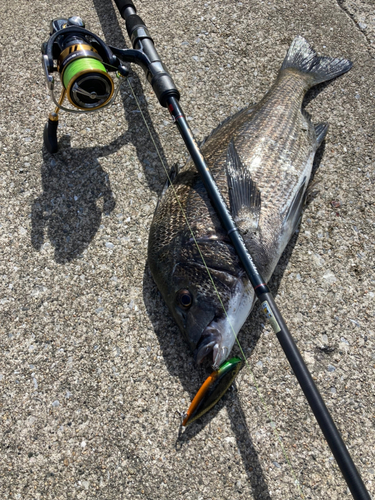 クロダイの釣果