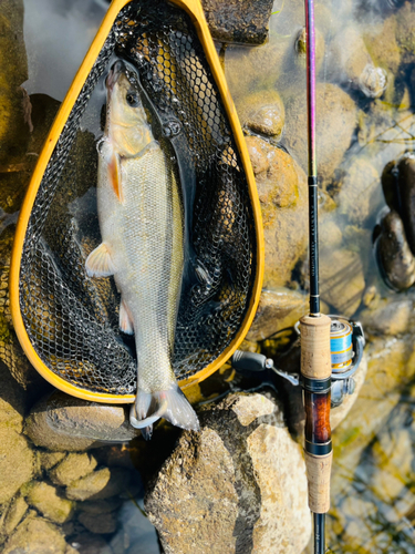 ウグイの釣果