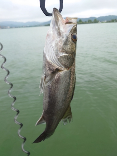 ヒイラギの釣果