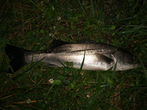 スズキの釣果