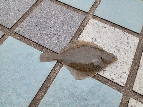 カレイの釣果